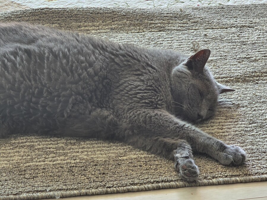 우리집 최고령 할배냥이가 냥이별로 돌아가던날.._7.jpg