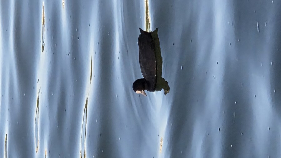 후쿠오카 오호리 공원 갔다 왔습니다!!_4.jpg