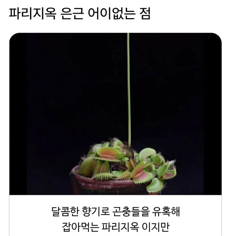 파리지옥 은근 어이없는 점_1.png