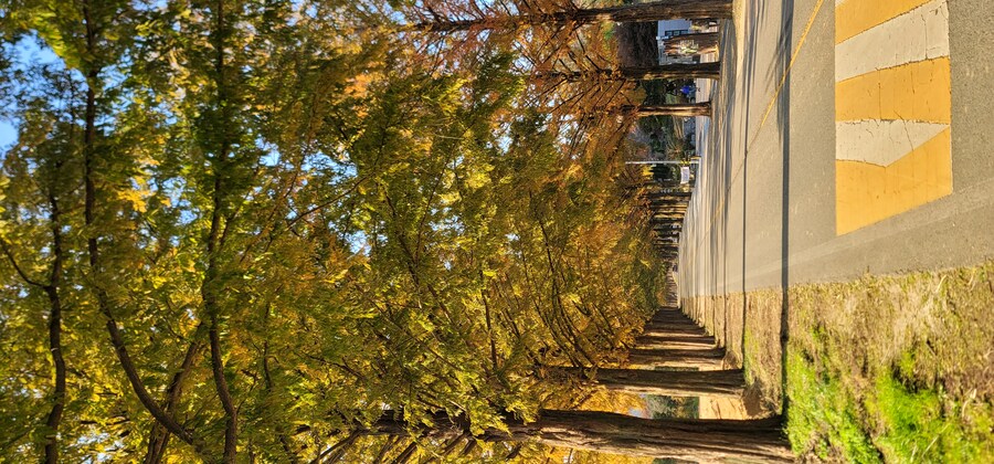 오늘 또 간 진안 메타세콰이어길_3.jpg