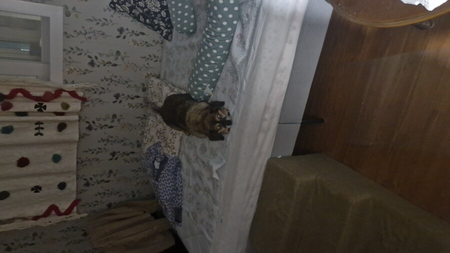 강아지)유튜브에 올려버림_1.jpg