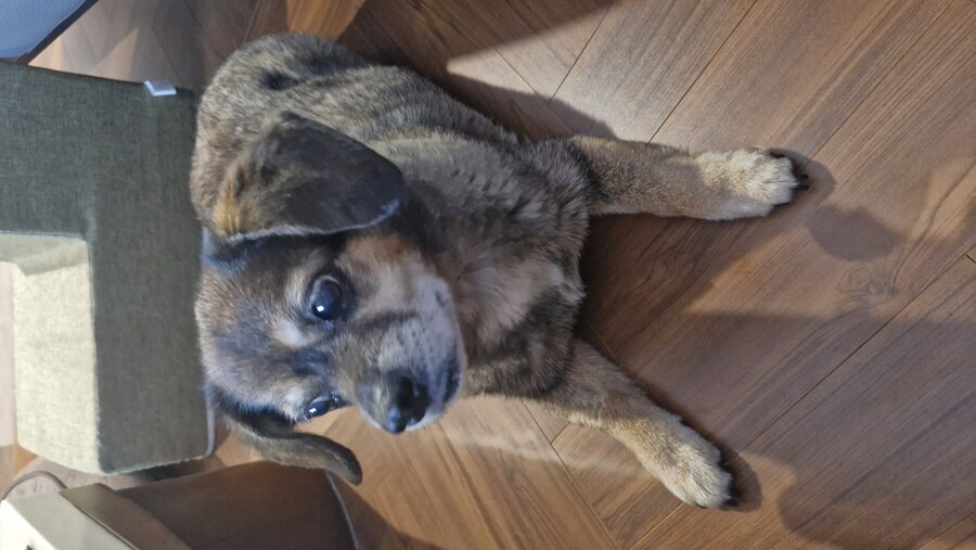 강아지)유튜브에 올려버림_9.jpg