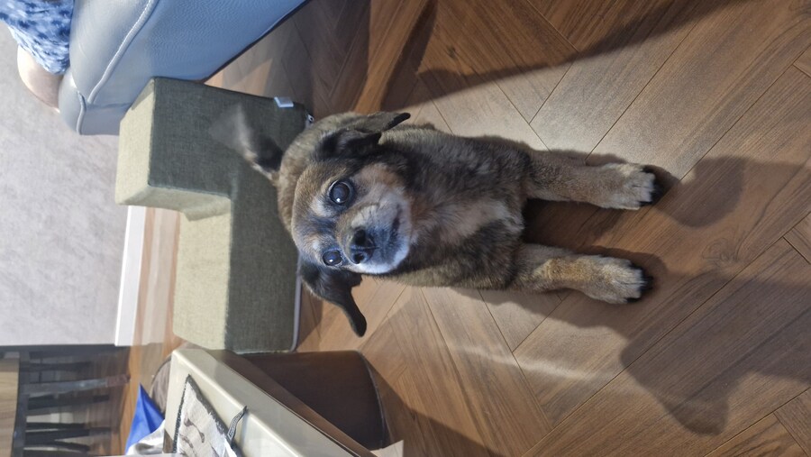 강아지)유튜브에 올려버림_10.jpg