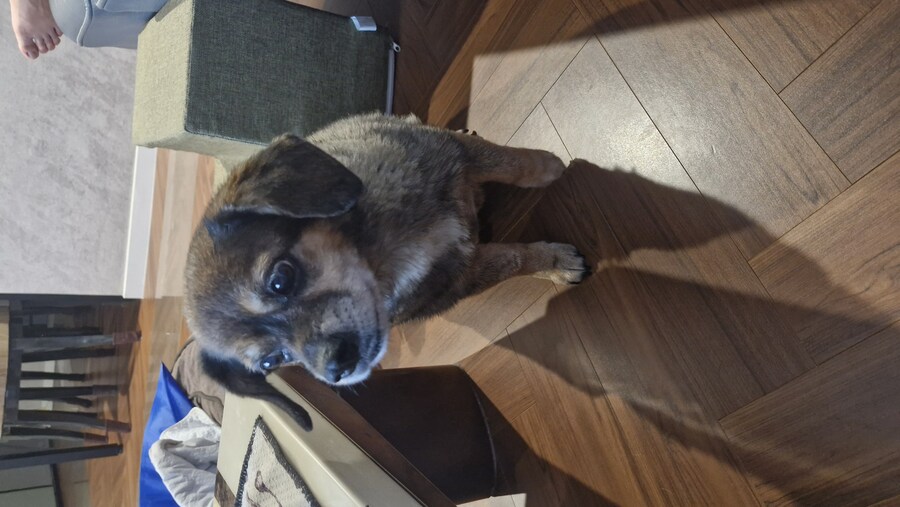 강아지)유튜브에 올려버림_11.jpg