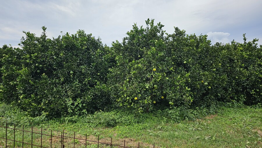 만성소화불량자의 8박9일 히로시마 여행 4일차 (타케하라2/2)_58.jpg