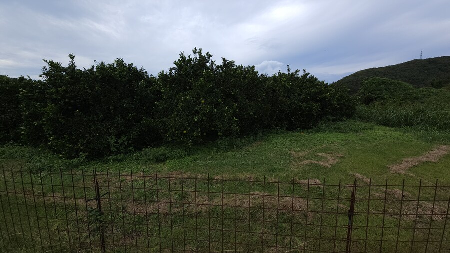 만성소화불량자의 8박9일 히로시마 여행 4일차 (타케하라2/2)_60.jpg