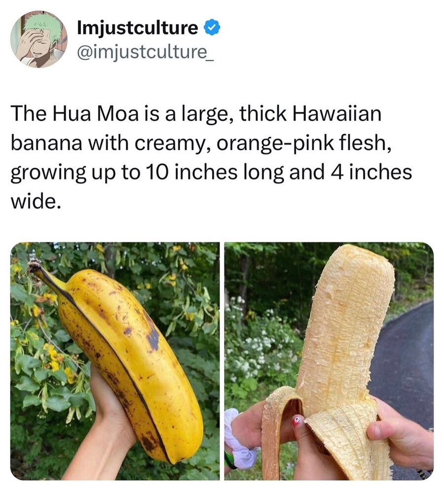 하와이에서 가장 굵은 바나나 품종.jpg_1.jpg