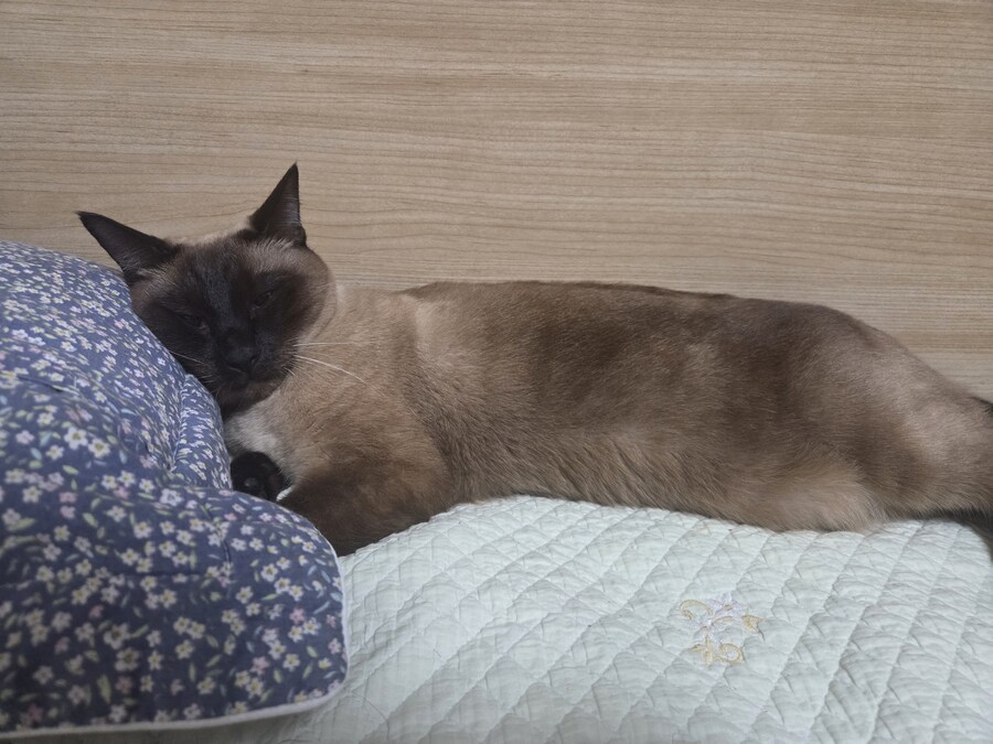 베게 베고 자는 고양이 본 적 있나요?_3.jpg