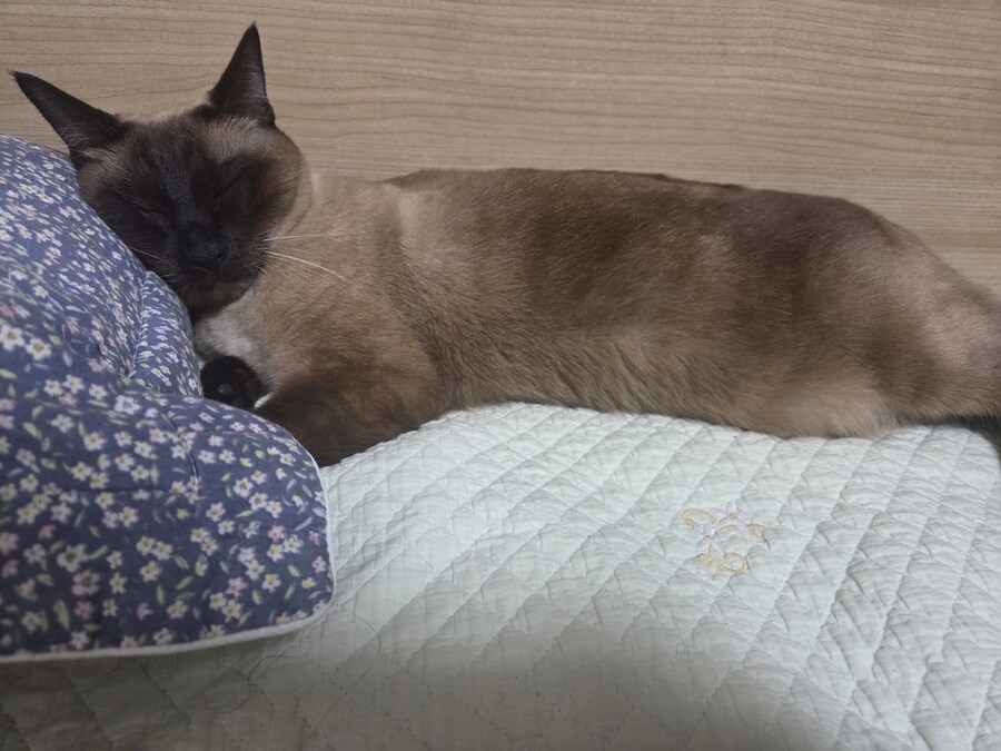 베게 베고 자는 고양이 본 적 있나요?_4.jpg