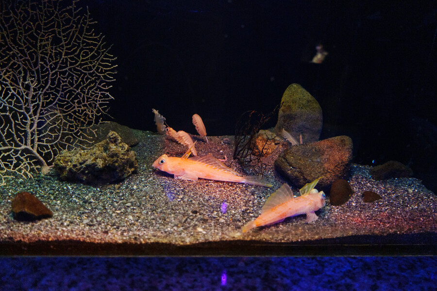 럽라) 누마즈 여행 3일차 - 누마즈항 인근으로_24.jpg