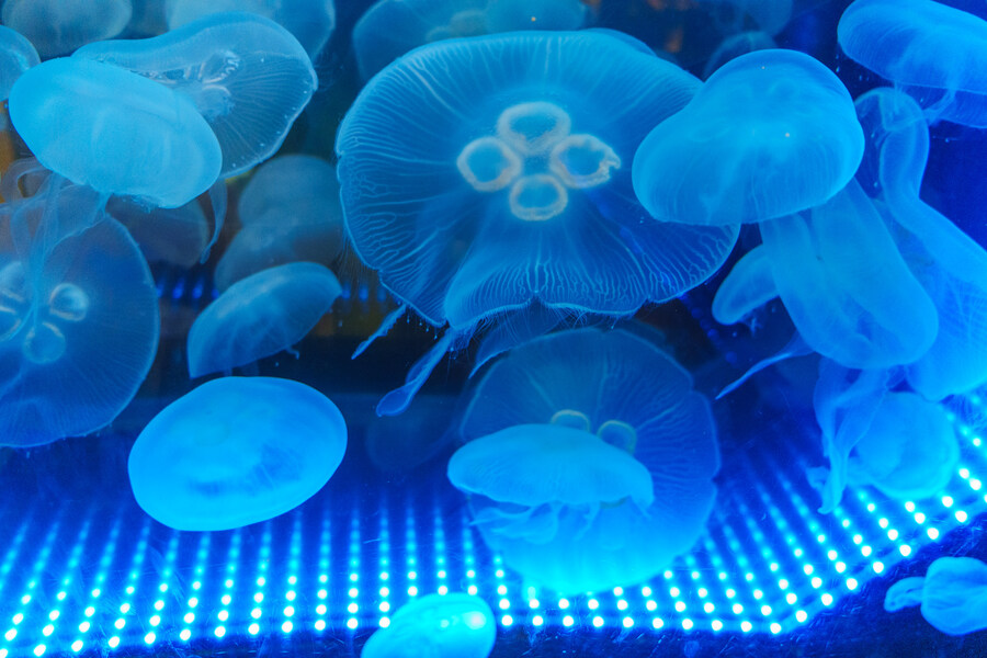 살짝 징그럽 주의) 누마즈 심해수족관_1.jpg