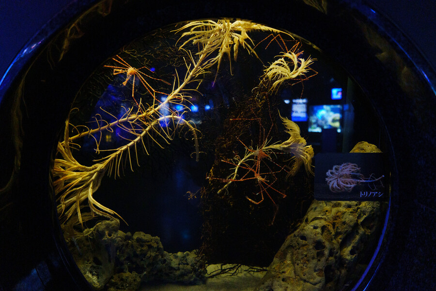 살짝 징그럽 주의) 누마즈 심해수족관_3.jpg