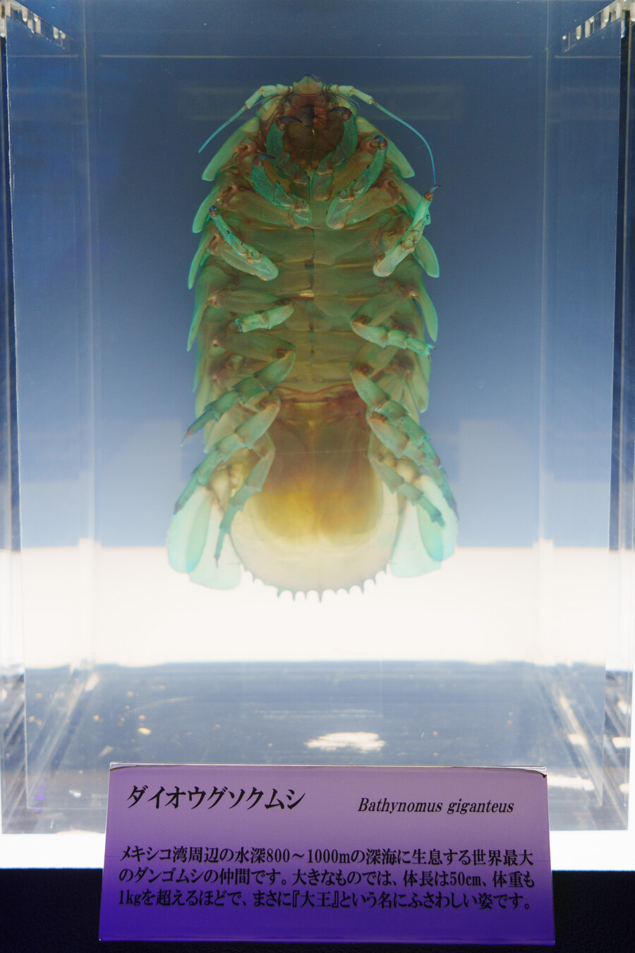 살짝 징그럽 주의) 누마즈 심해수족관_12.jpg