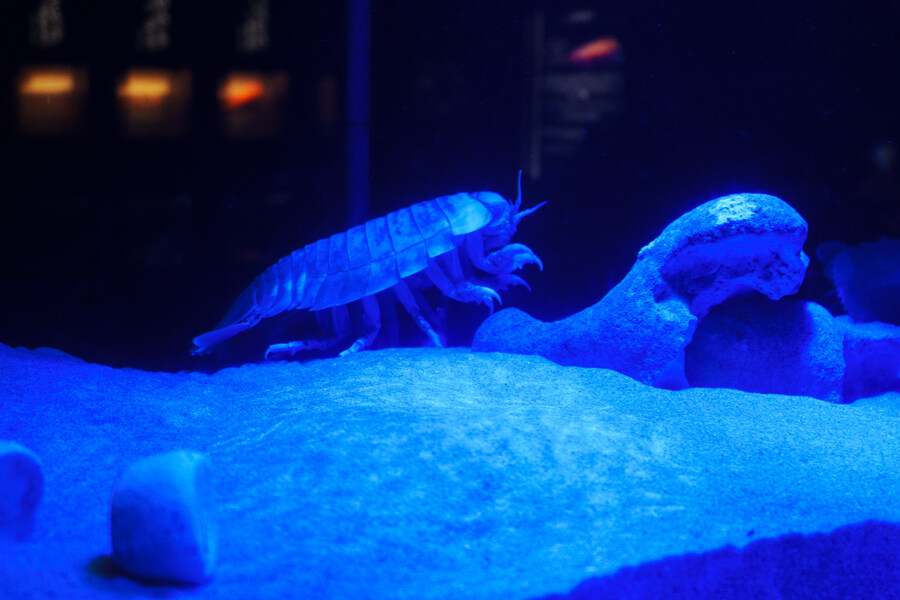 살짝 징그럽 주의) 누마즈 심해수족관_14.jpg