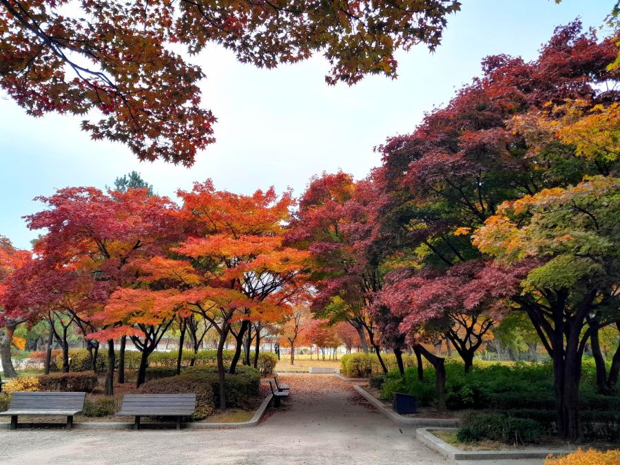 5대 궁궐의 가을 (사진많음)_10.jpg