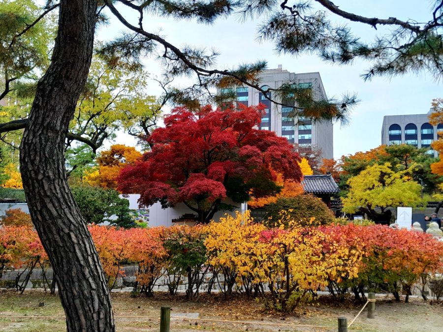 5대 궁궐의 가을 (사진많음)_17.jpg