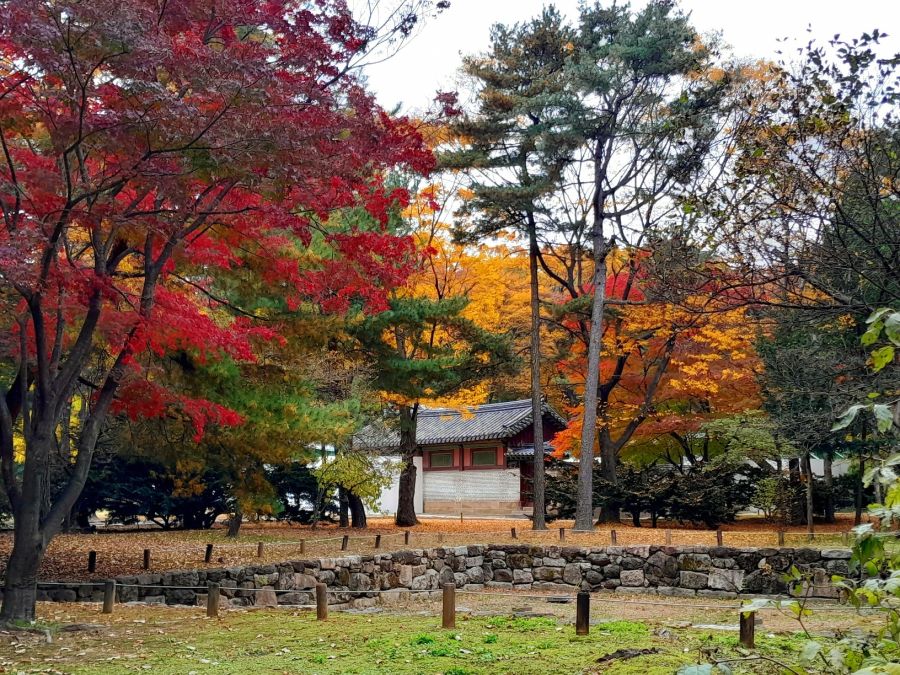 5대 궁궐의 가을 (사진많음)_22.jpg