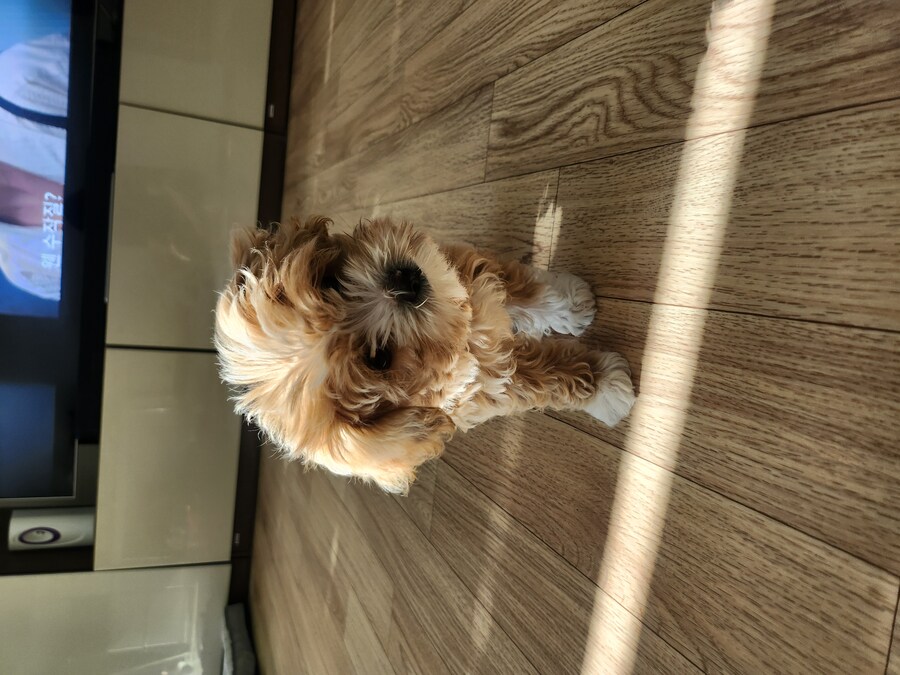 부모님이 새로 입양하신 동생입니다._1.jpg