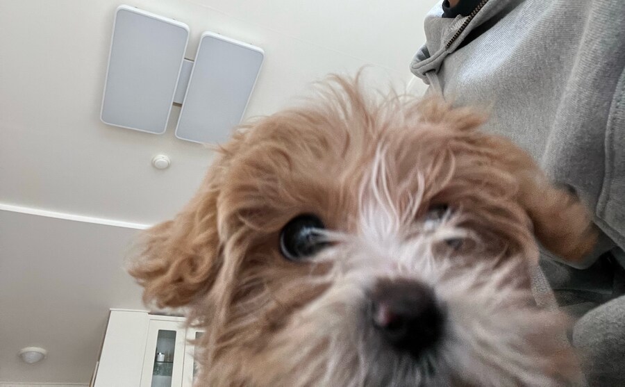 부모님이 새로 입양하신 동생입니다._3.jpg