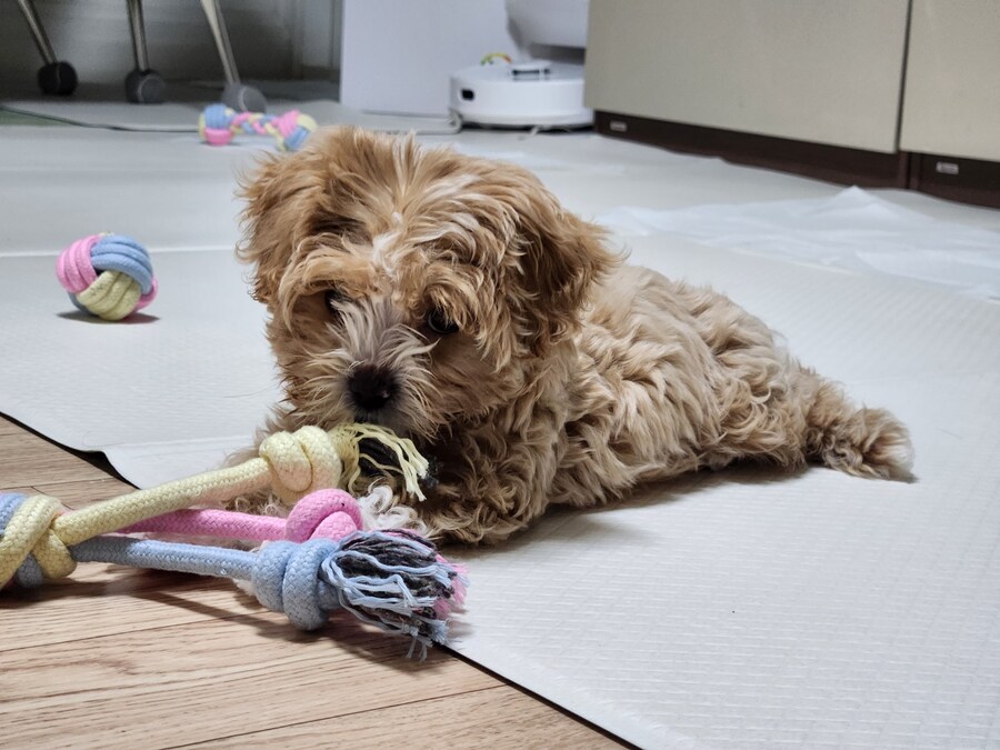 부모님이 새로 입양하신 동생입니다._6.jpg