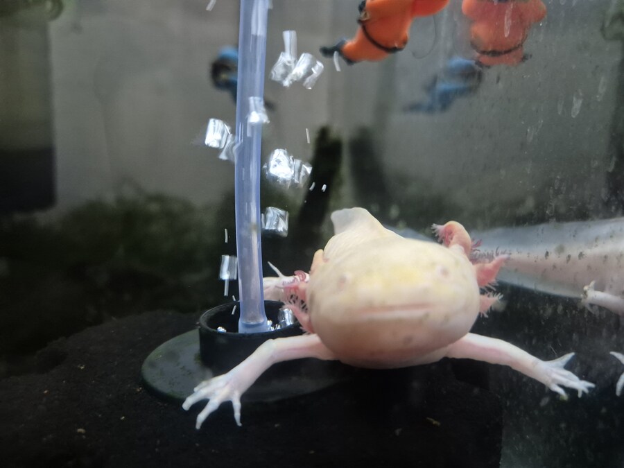 수조)퍼져있는 럼프_1.jpg