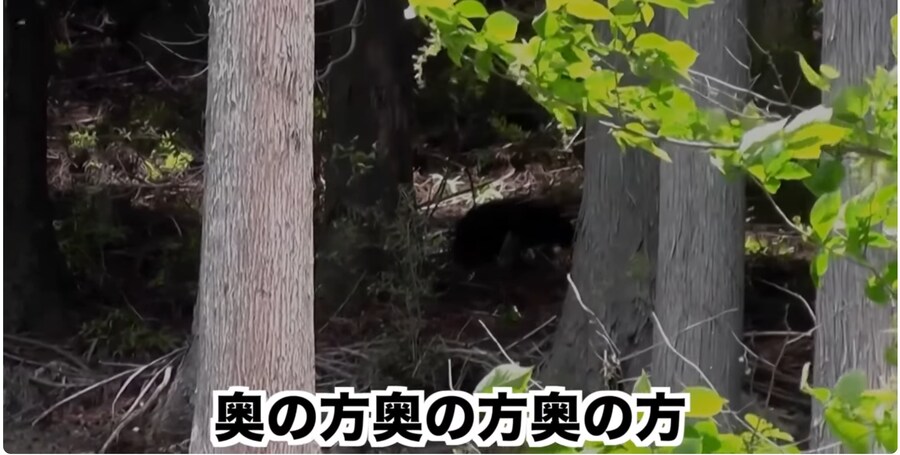 조회수에 미쳐 곰을 만나러 간 일본의 어느 유튜버_6.png