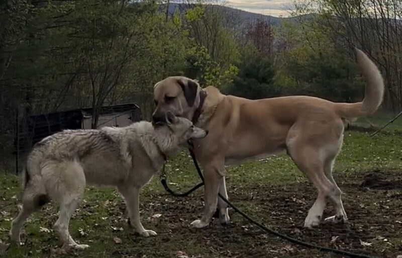 늑대가 양치기 개한테 도망가는 이유..._2.jpg