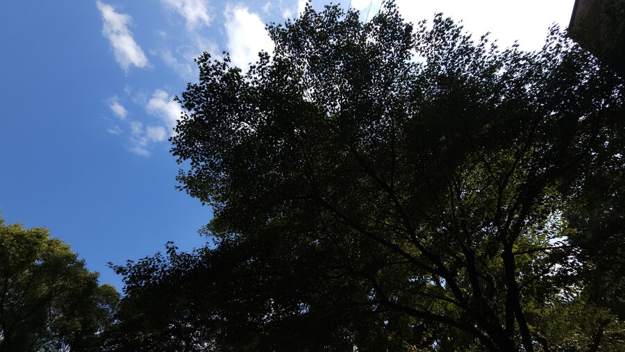 만성소화불량자의 8박9일 히로시마 여행 5일차 (오노미치)_78.jpg