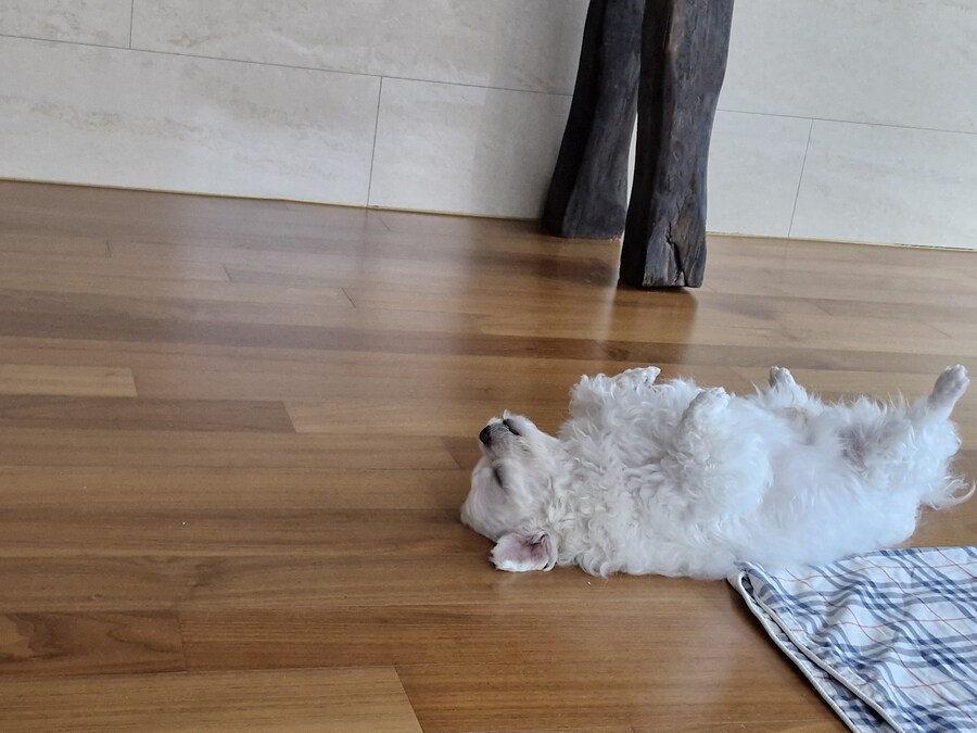 속보) 유게이네 댕댕이 근황_1.jpg