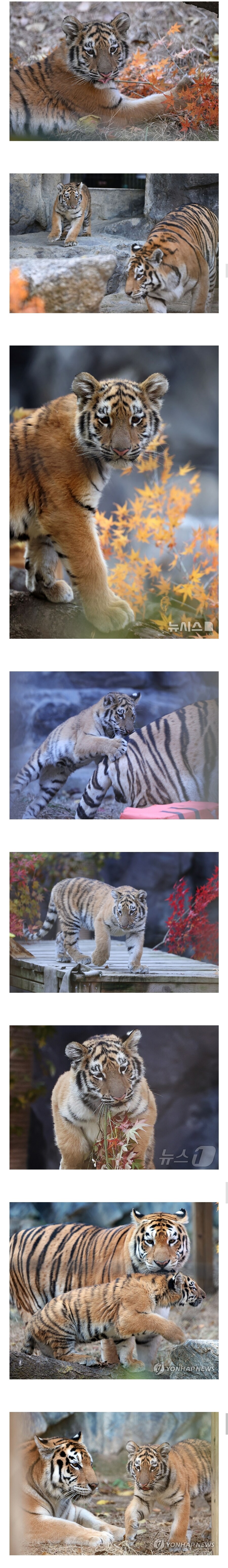 오늘 대중에 첫 공개된 아기호랑이 설호.jpg_2.jpg