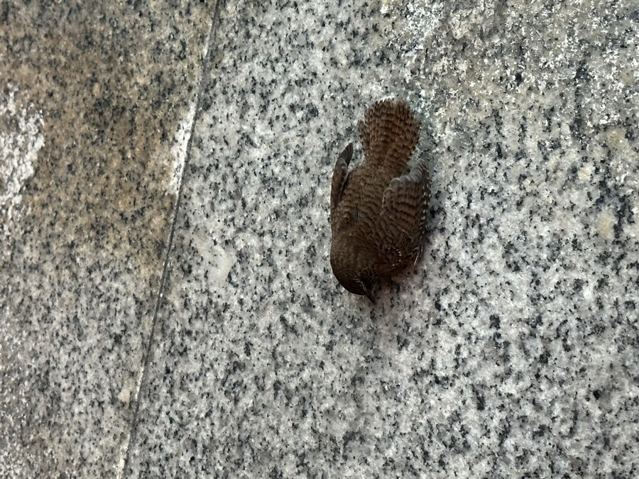 이거 무슨 새인가요_1.jpg