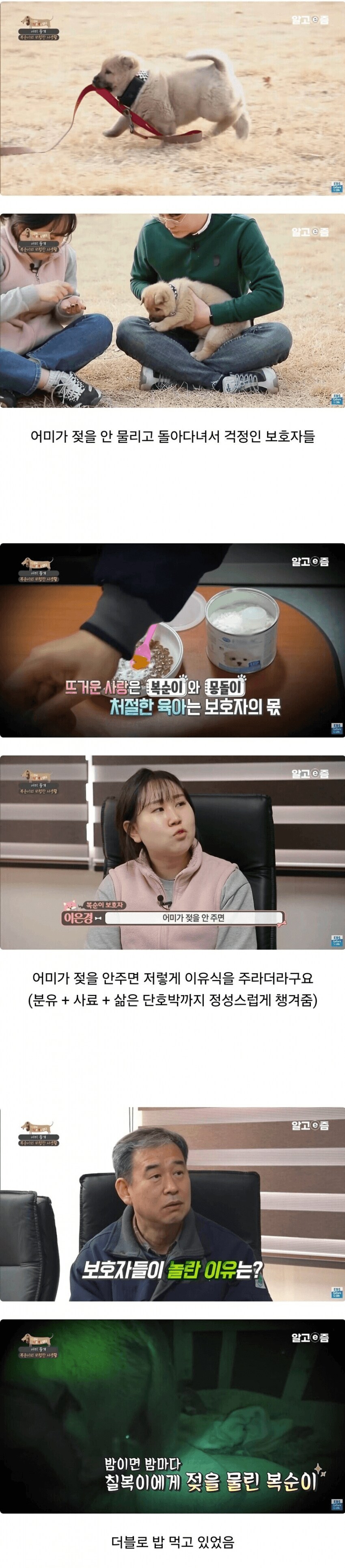 새끼 빵댕이가 토실토실한 이유.jpg_1.png