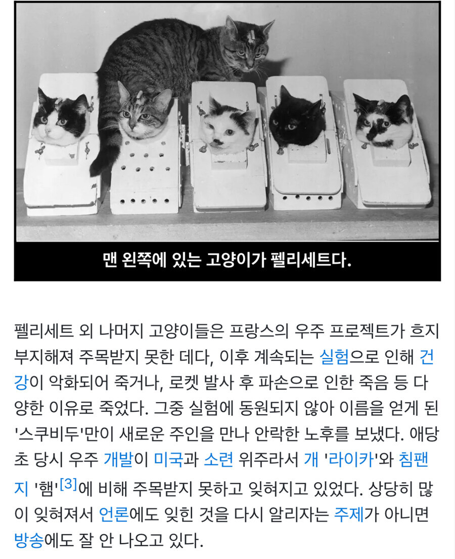 최초로 우주로간 고양이.jlg_4.jpg