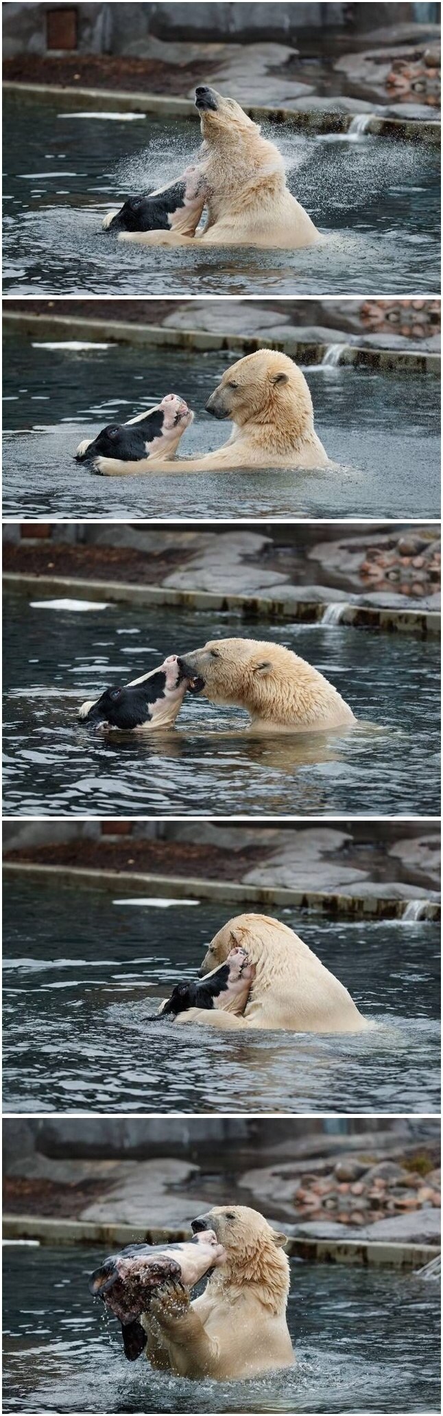 혐) 북극곰과 소의 만남.jpg_1.jpg