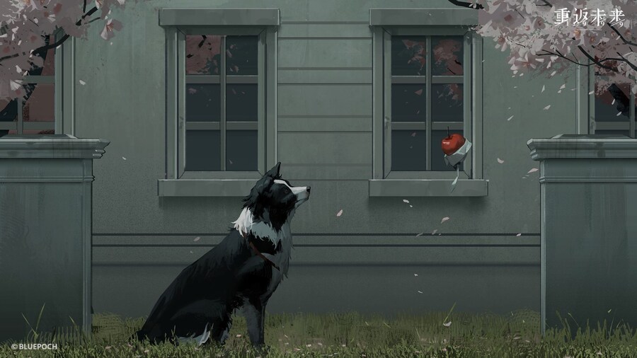 리버스1999) 보더 콜리와 사과의 우정_1.jpg