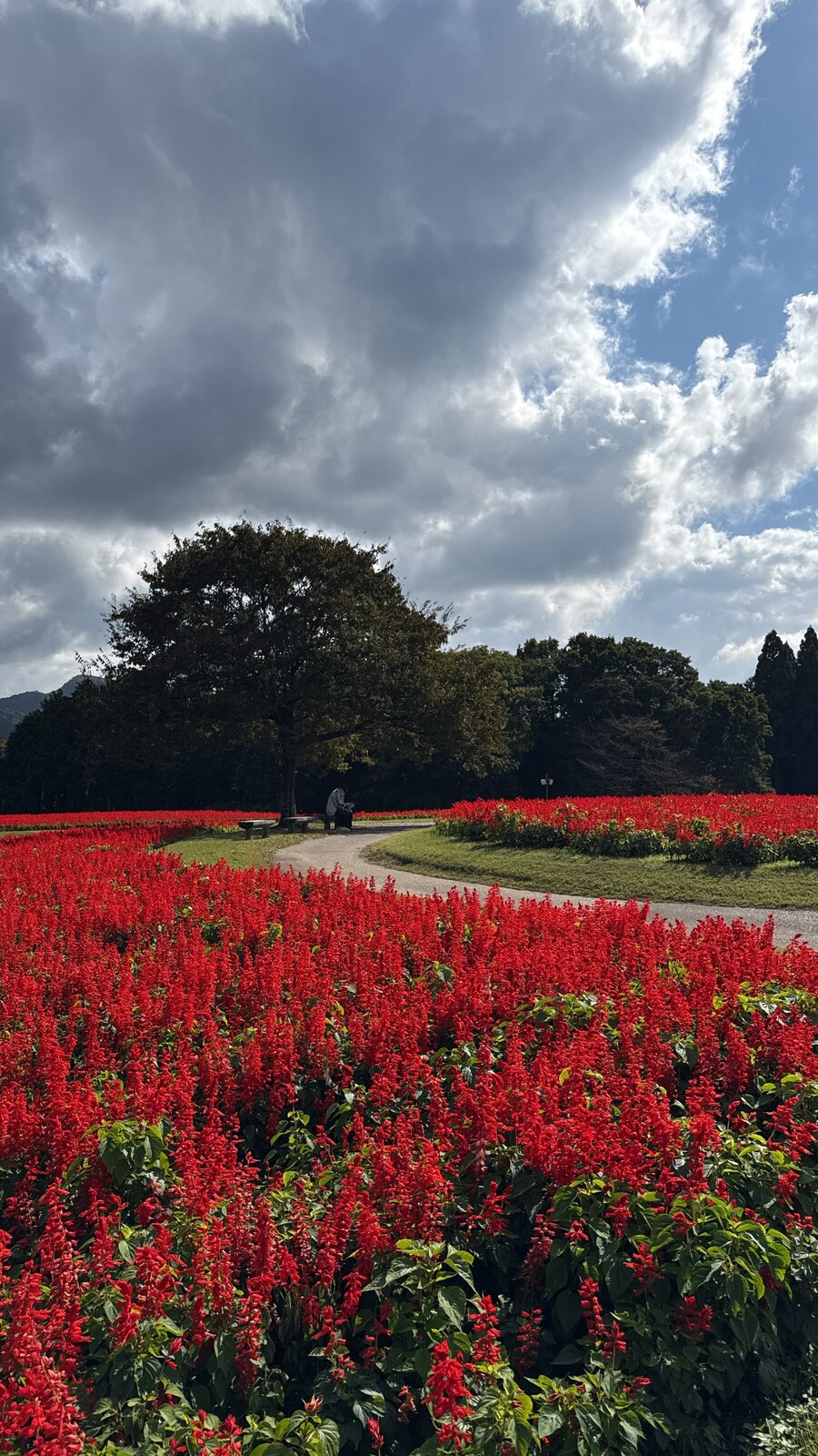 11월 2~7 5박6일 돗토리 요나고 여행 5일차 및 귀국까지.(스압)_19.jpg