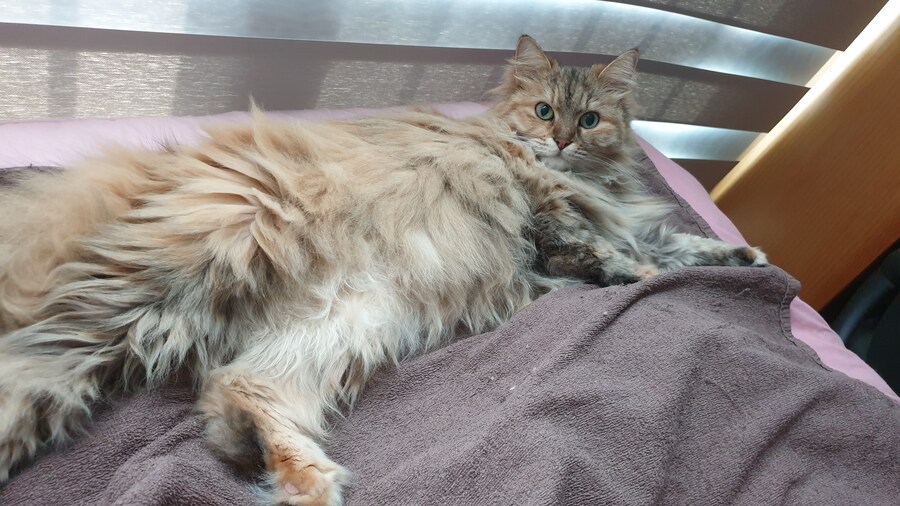 트릭컬) 대충돌 2.0 개아프네;;;_1.jpg