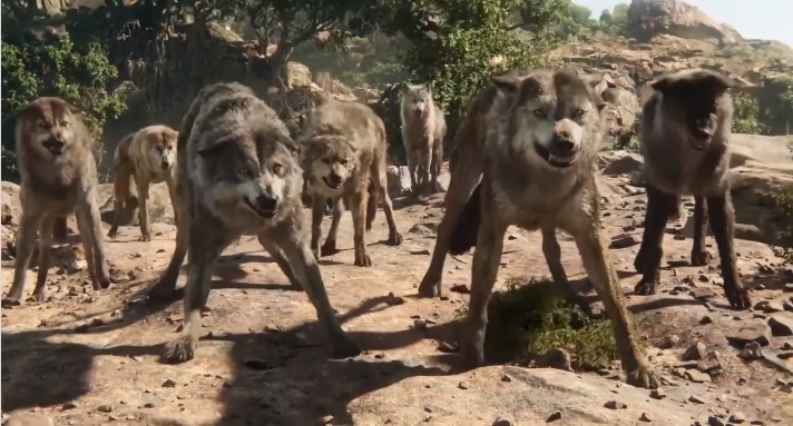 [정글북:소년 모글리] 호랑이 vs 늑대_27.jpg