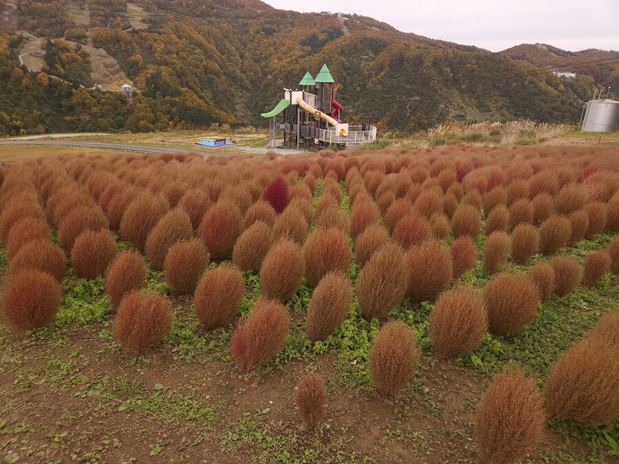 단풍과 이끼. 니가타 9박10 여행 - 2_24.jpg