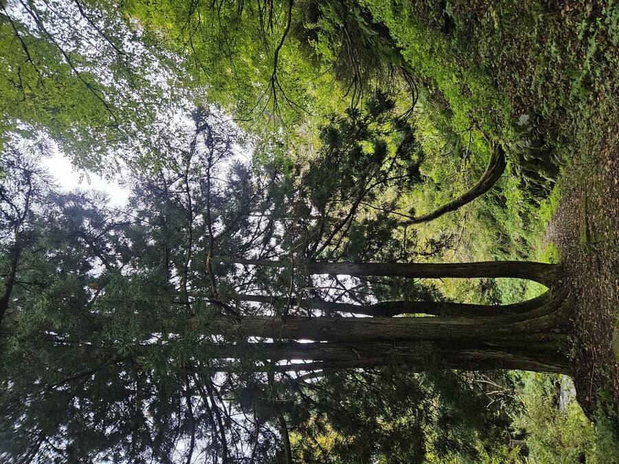 단풍과 이끼. 니가타 9박10 여행 - 2_39.jpg