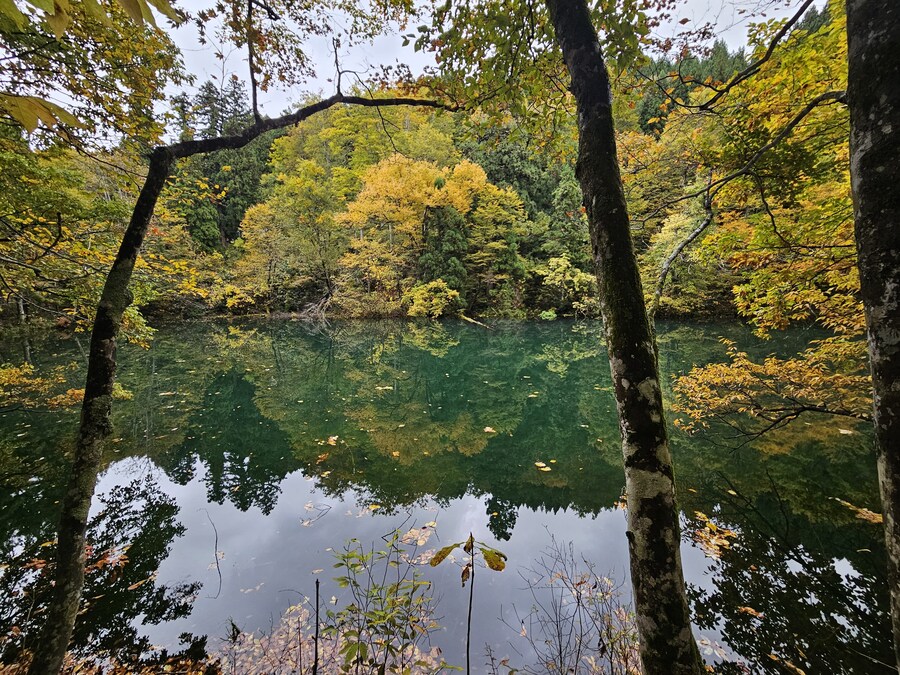 단풍과 이끼. 니가타 9박10 여행 - 3_15.jpg