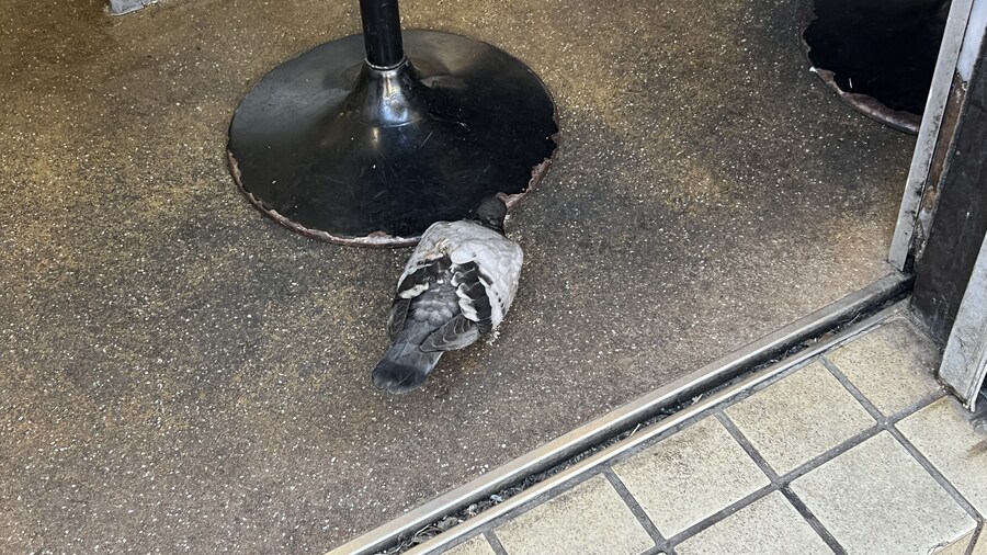 어머니와 단둘이 일본 여행. (※초스압 & 데이터)_63.jpg