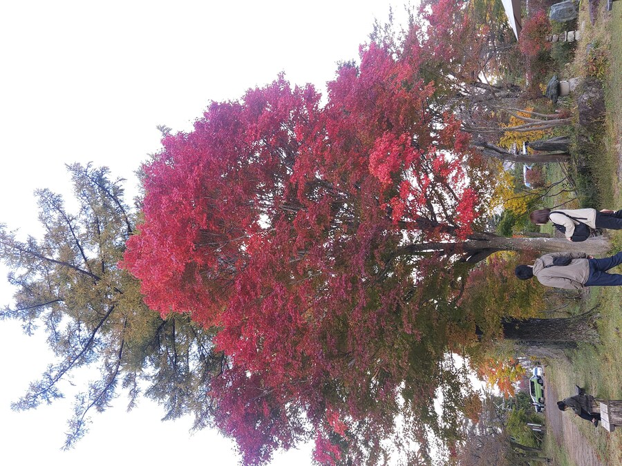 단풍과 이끼. 니가타 9박10 여행 - 3_24.jpg