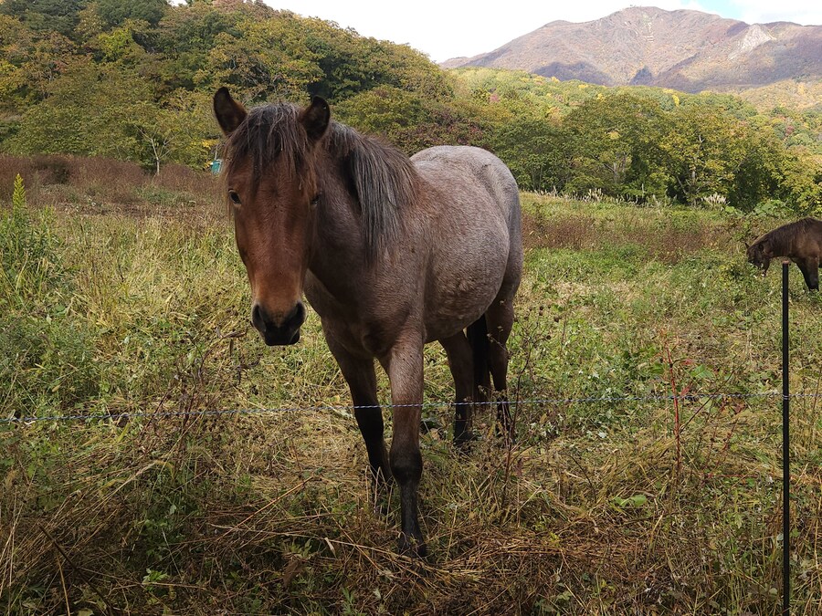 단풍과 이끼. 니가타 9박10 여행 - 4_34.jpg