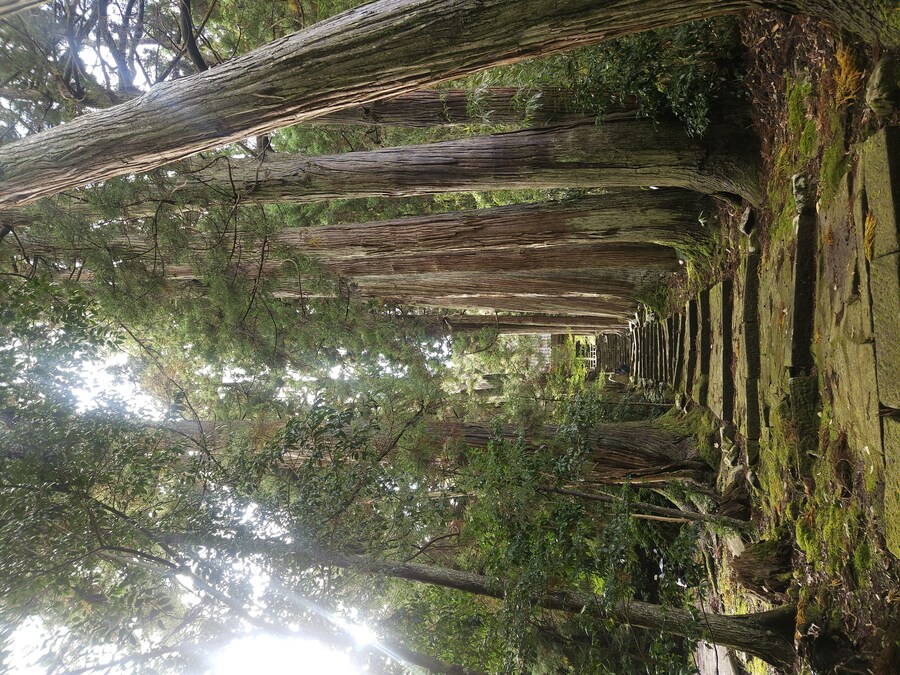 단풍과 이끼. 니가타 9박10 여행 - 4_41.jpg