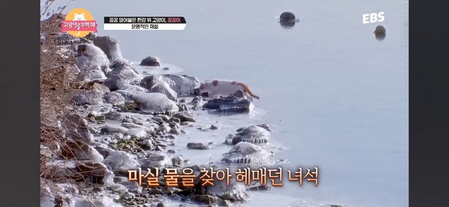 꽁꽁 얼어붙은 한강 걷던 고양이 근황_2.jpg