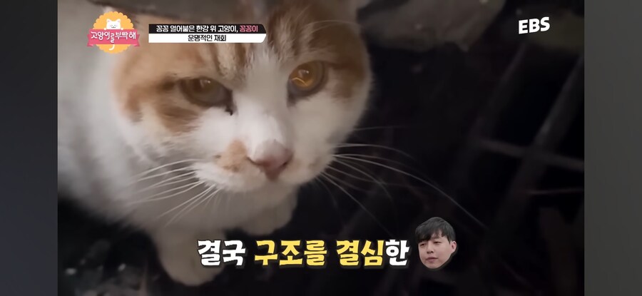 꽁꽁 얼어붙은 한강 걷던 고양이 근황_4.jpg