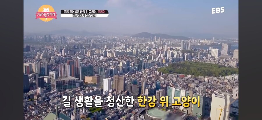 꽁꽁 얼어붙은 한강 걷던 고양이 근황_5.jpg