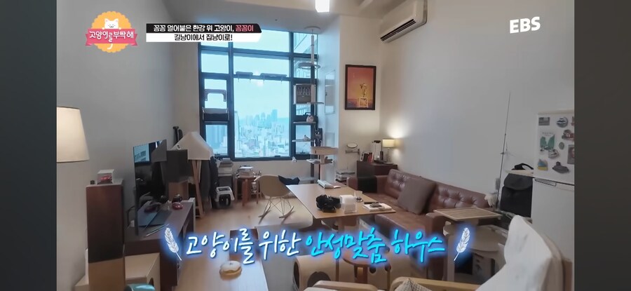 꽁꽁 얼어붙은 한강 걷던 고양이 근황_7.jpg