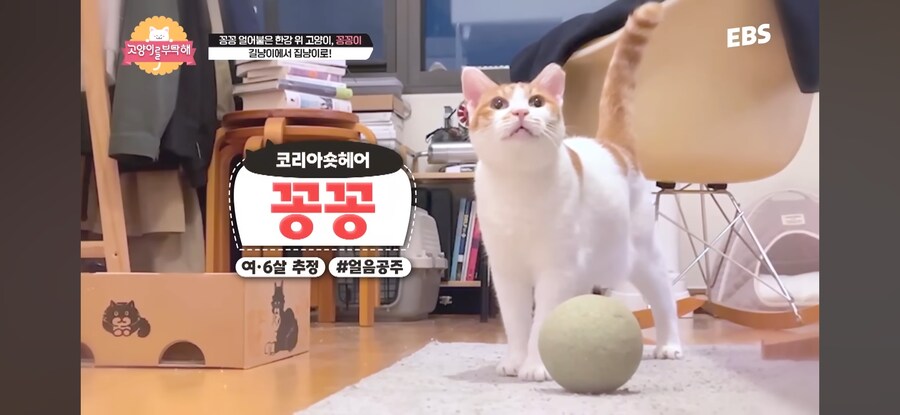 꽁꽁 얼어붙은 한강 걷던 고양이 근황_9.jpg